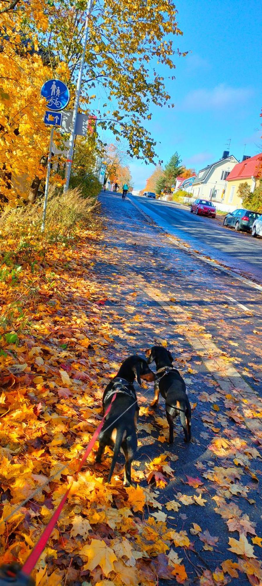 Viinikan Taehti Lemmikkiystaevaellinen Kotimajoitus *